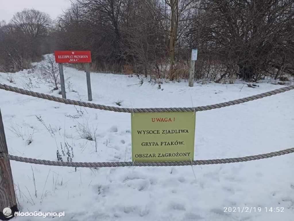 Ptasia grypa w powiecie puckim