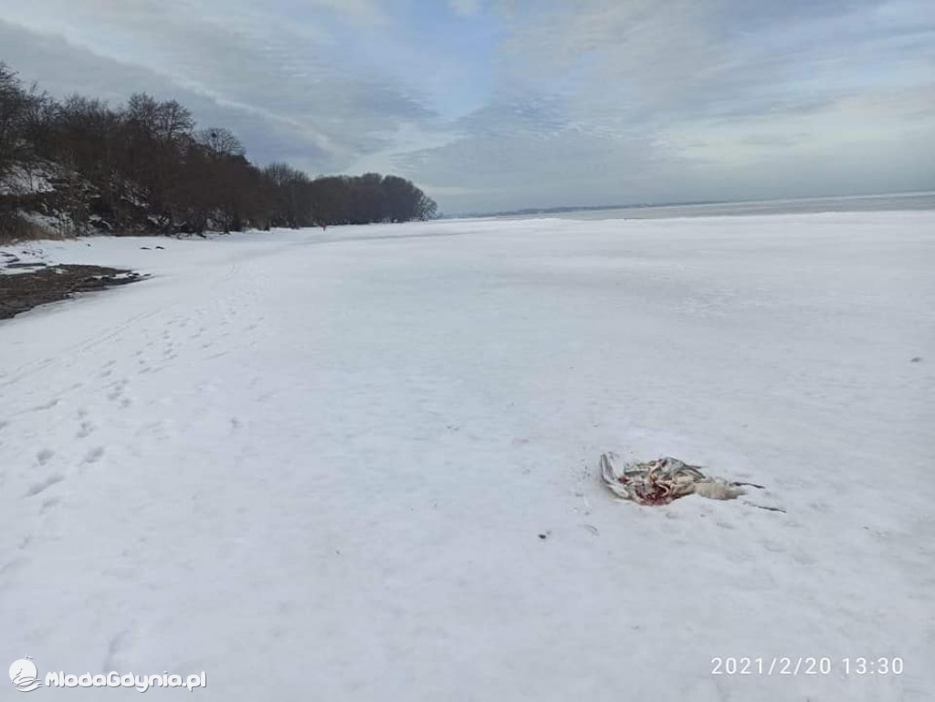 Ptasia grypa w powiecie puckim