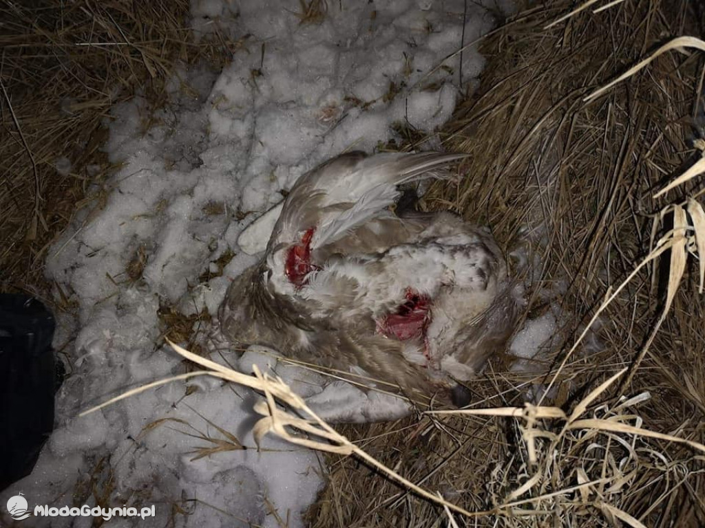 Ptasia grypa w powiecie puckim