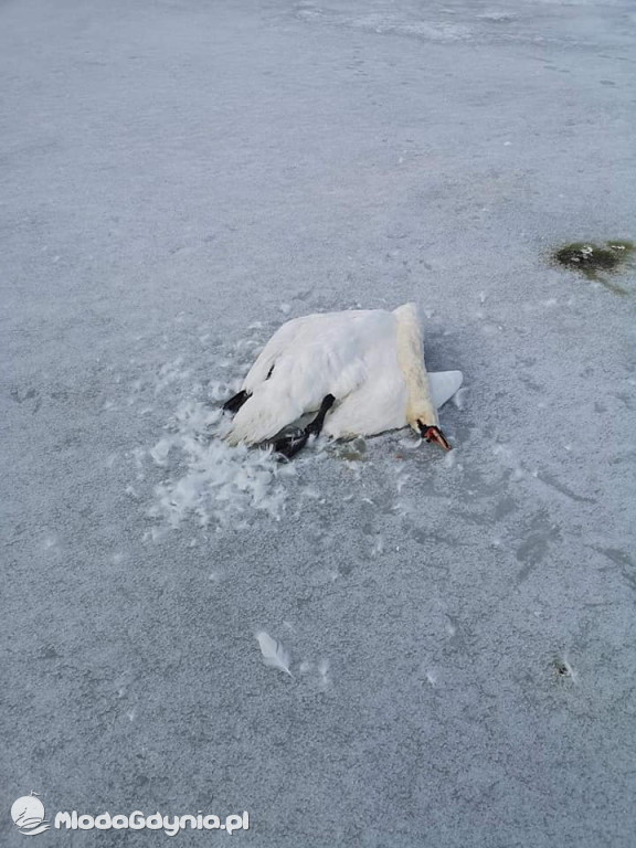 Ptasia grypa w powiecie puckim