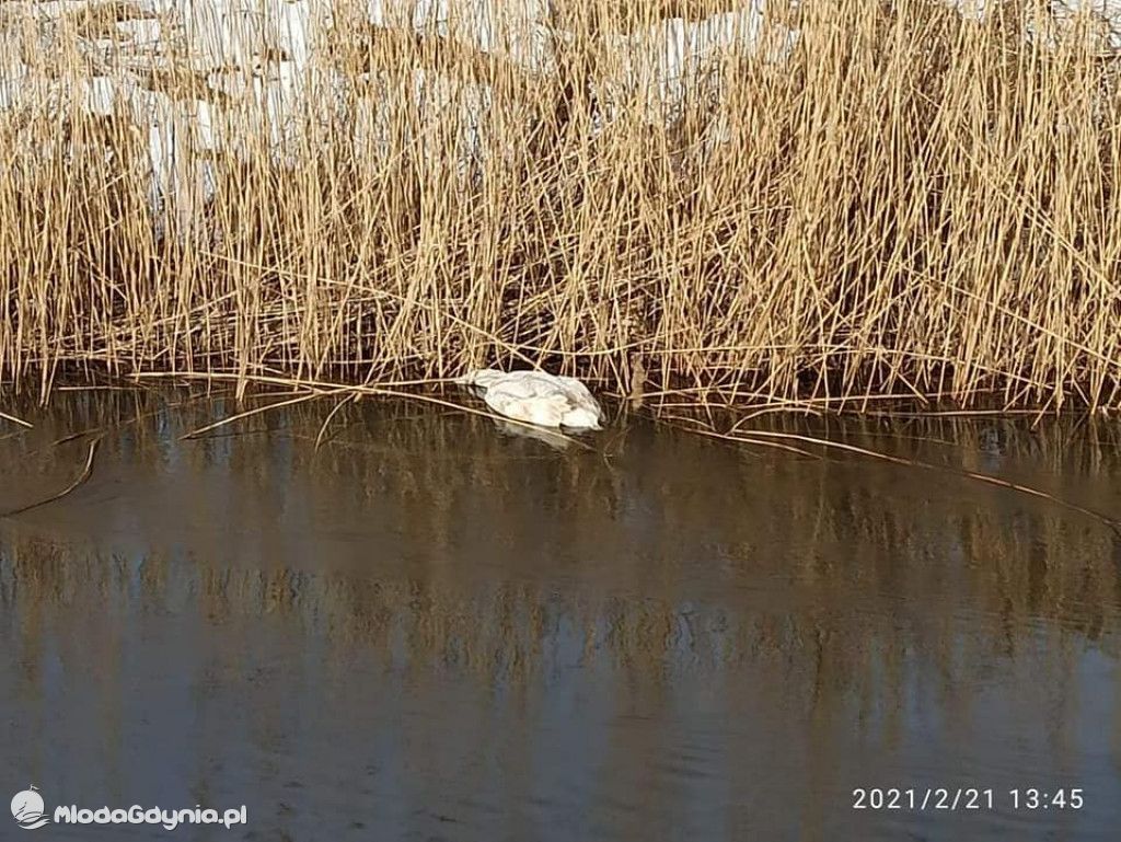 Ptasia grypa w powiecie puckim