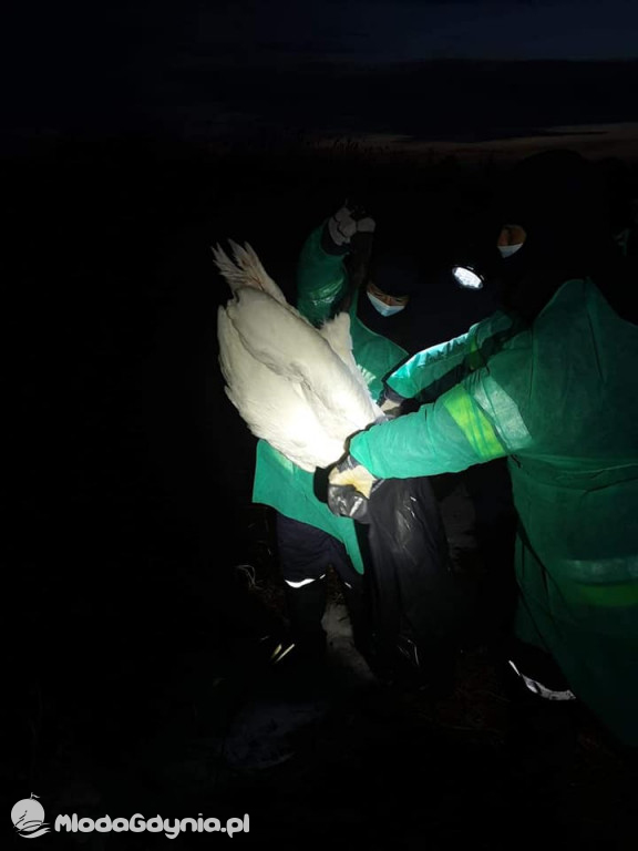 Ptasia grypa w powiecie puckim