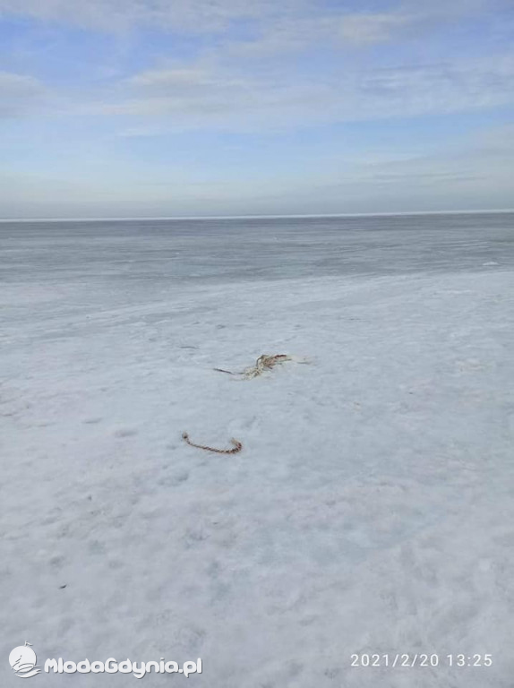 Ptasia grypa w powiecie puckim