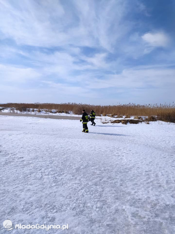 Ptasia grypa w powiecie puckim