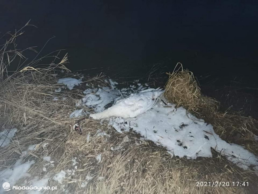 Ptasia grypa w powiecie puckim