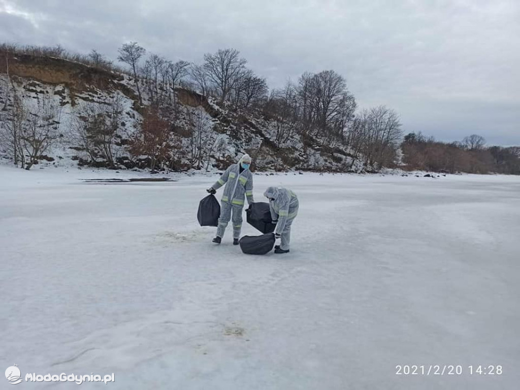 Ptasia grypa w powiecie puckim