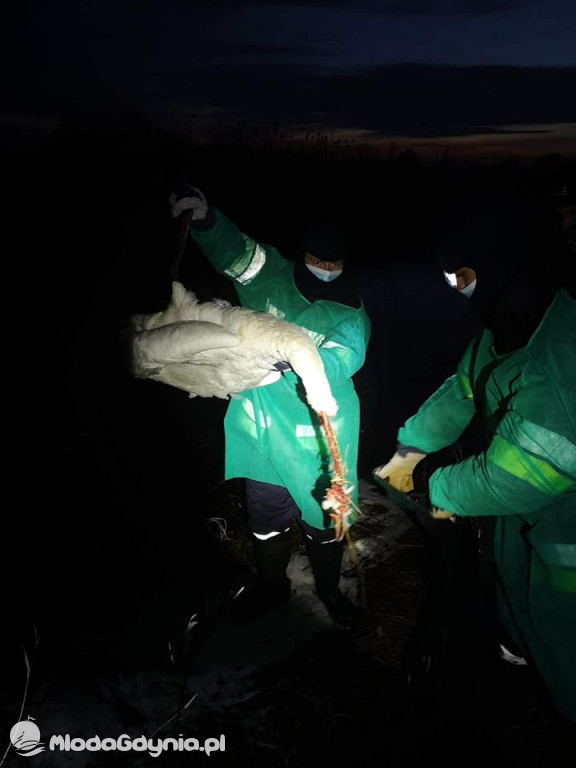 Ptasia grypa w powiecie puckim