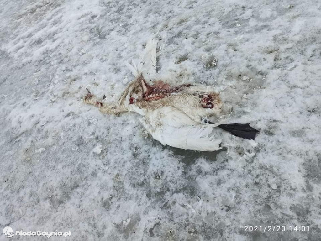 Ptasia grypa w powiecie puckim