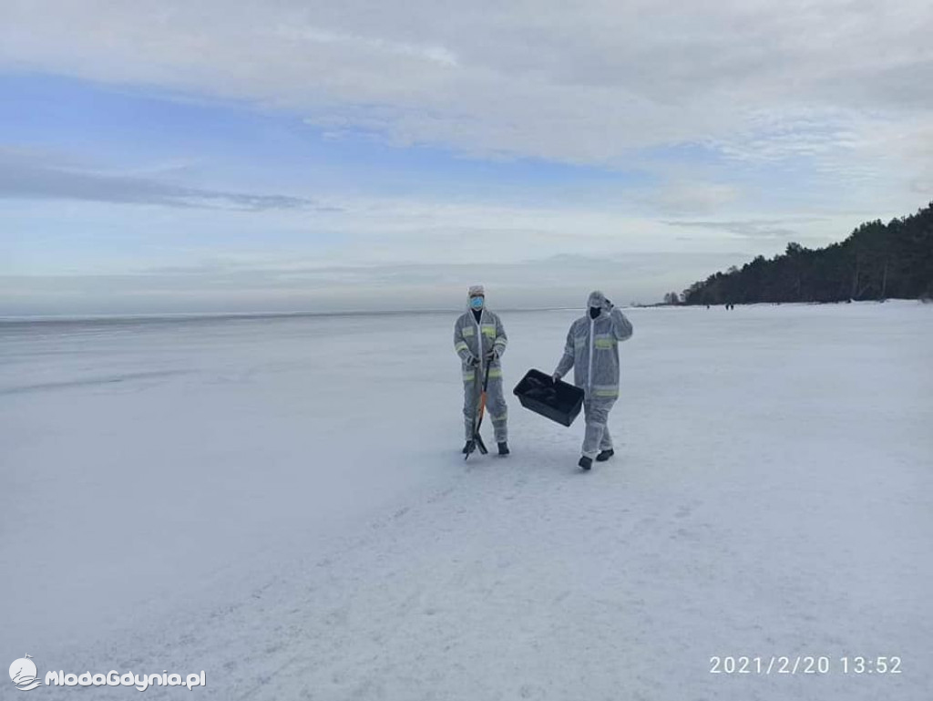 Ptasia grypa w powiecie puckim