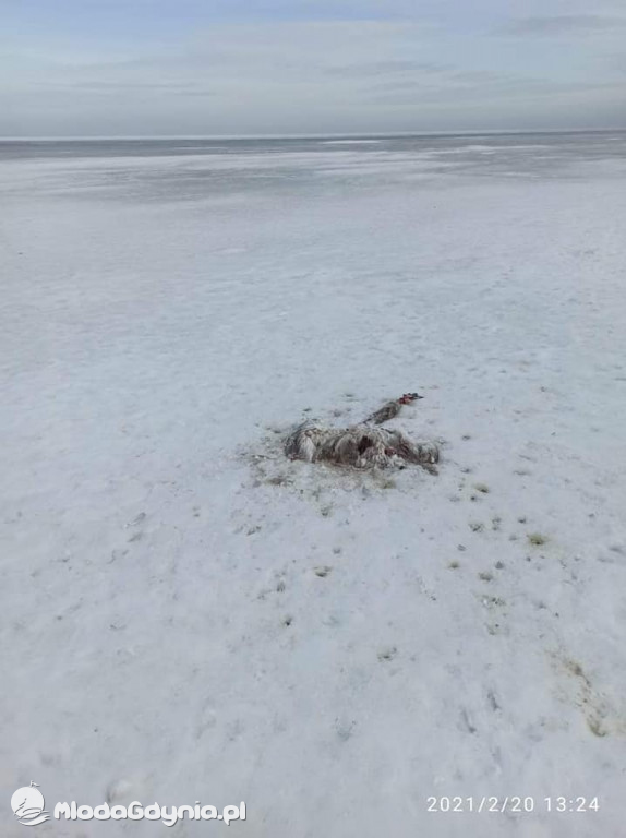 Ptasia grypa w powiecie puckim