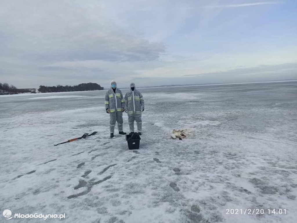 Ptasia grypa w powiecie puckim