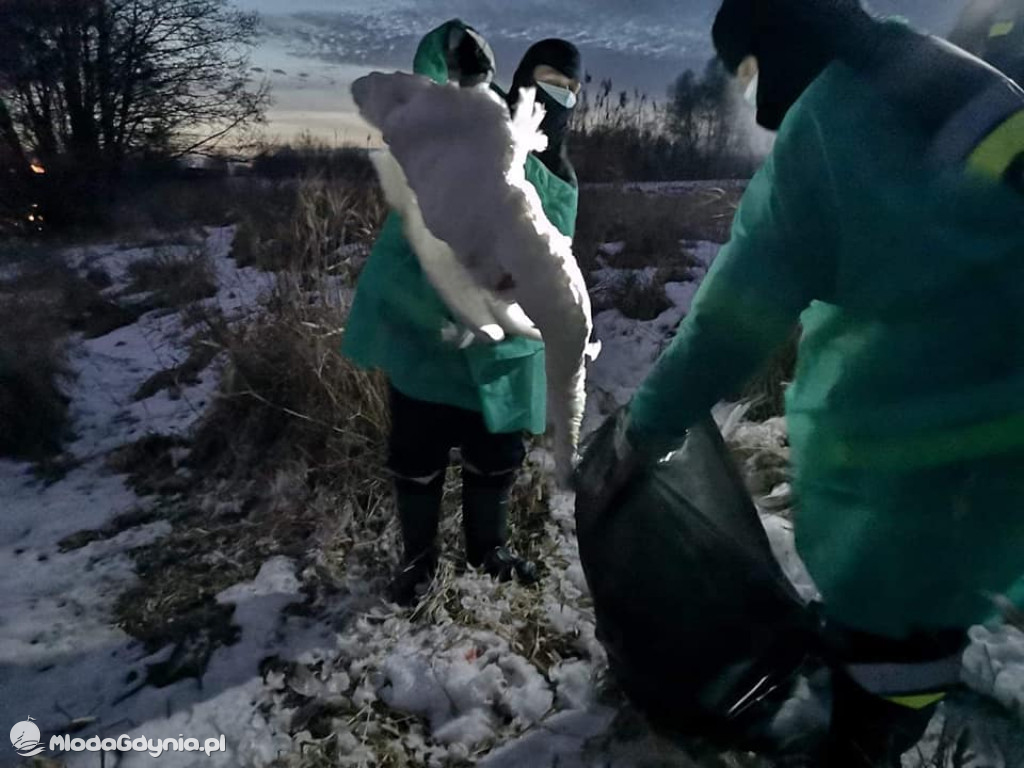 Ptasia grypa w powiecie puckim
