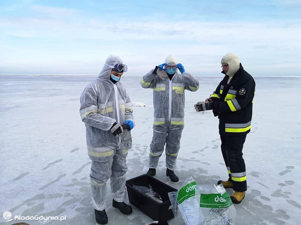 Ptasia grypa w powiecie puckim