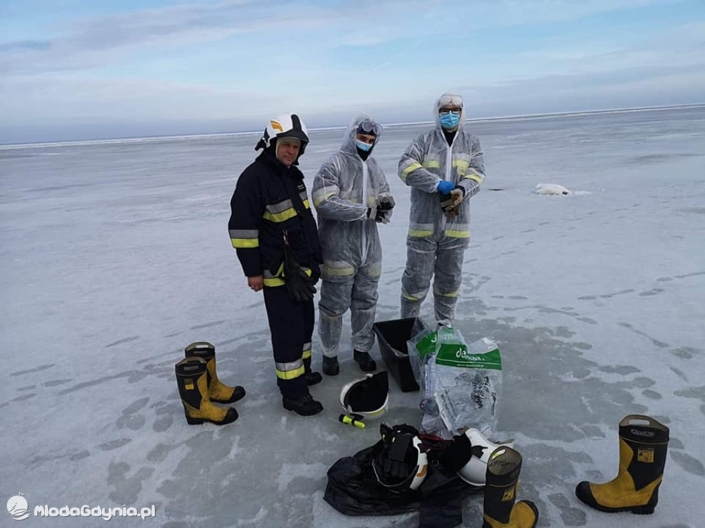 Ptasia grypa w powiecie puckim
