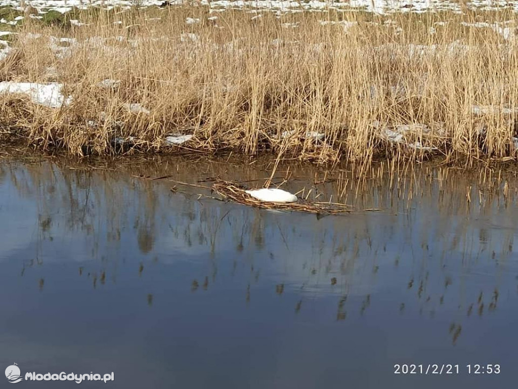 Ptasia grypa w powiecie puckim