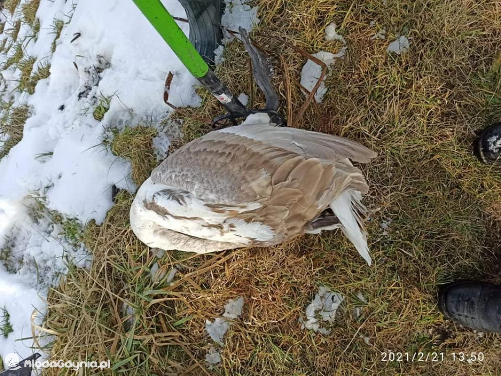 Ptasia grypa w powiecie puckim