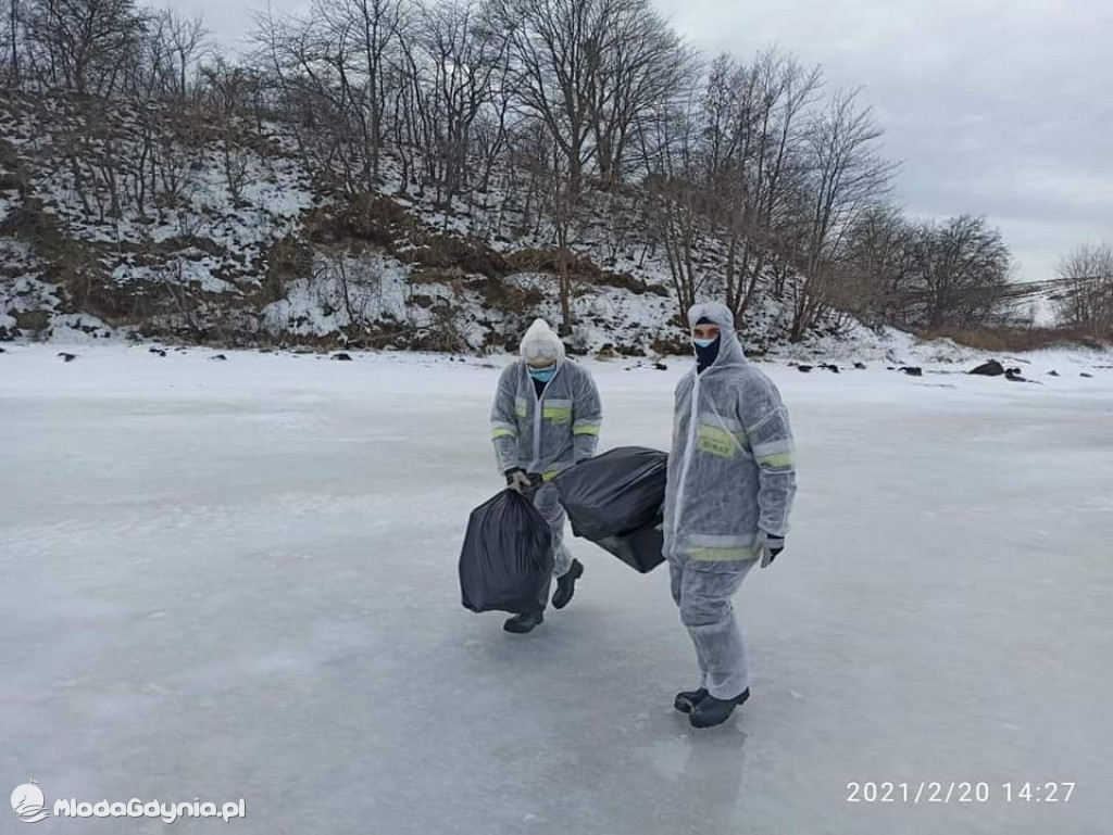 Ptasia grypa w powiecie puckim