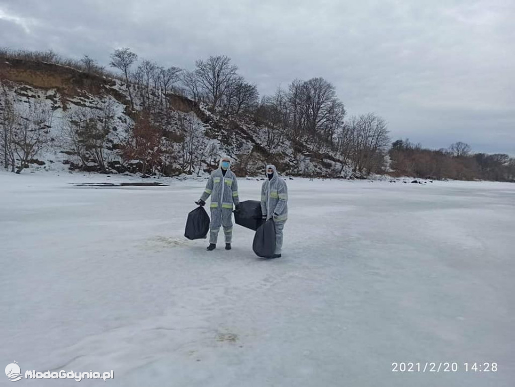 Ptasia grypa w powiecie puckim