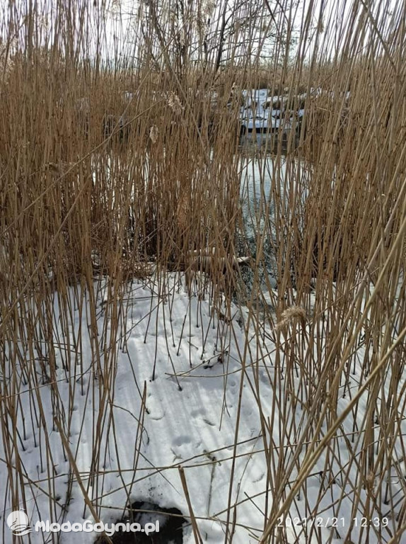 Ptasia grypa w powiecie puckim