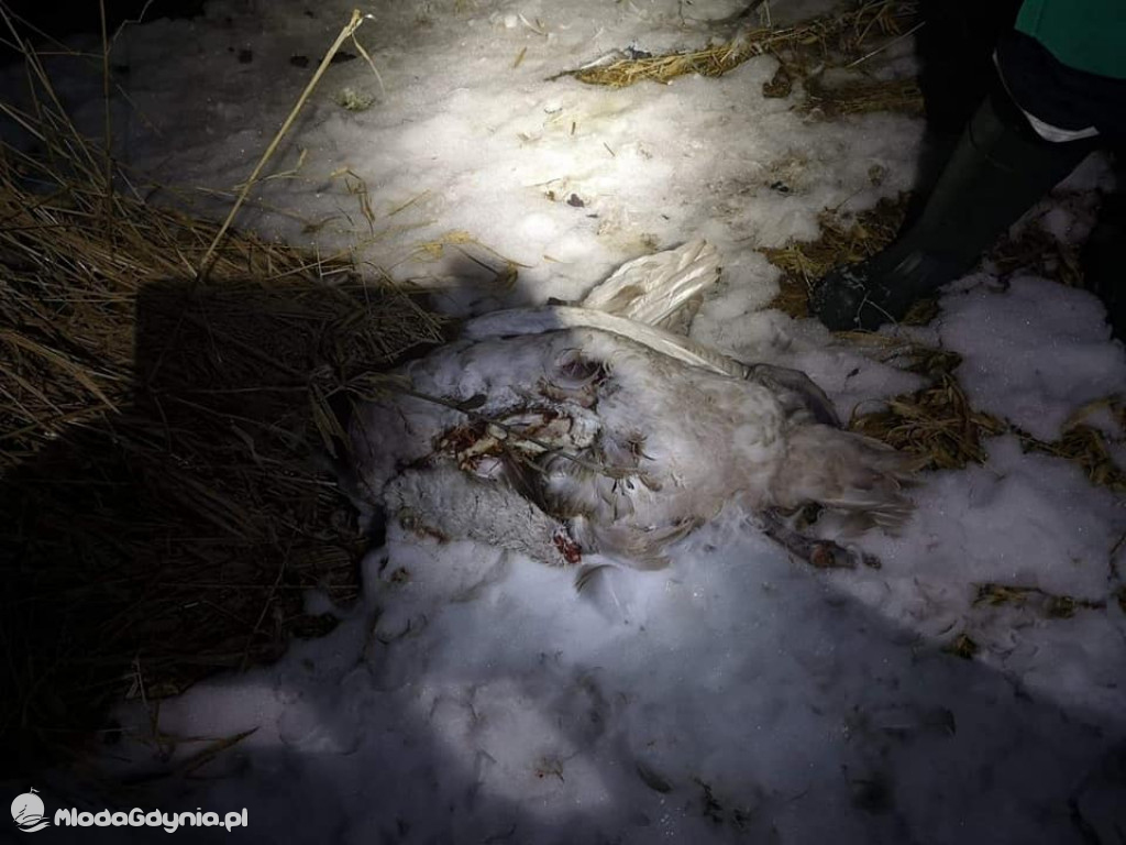 Ptasia grypa w powiecie puckim