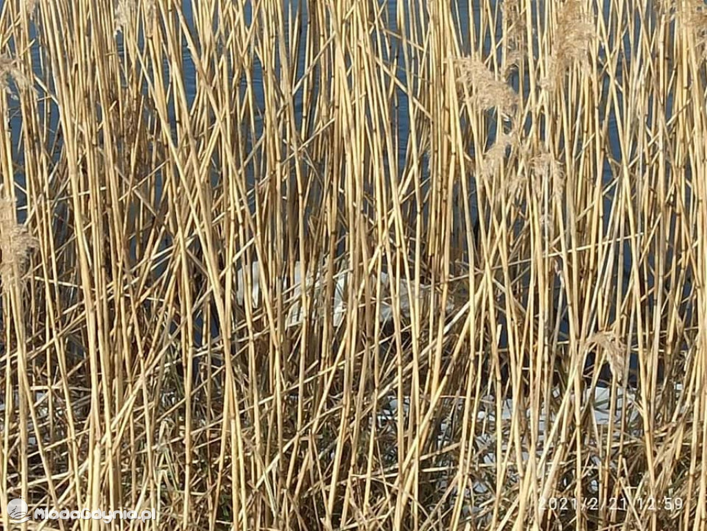 Ptasia grypa w powiecie puckim
