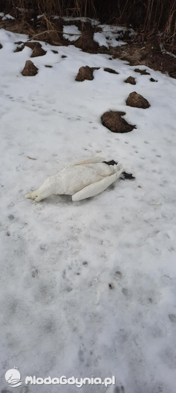 Ptasia grypa w powiecie puckim