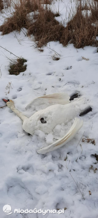 Ptasia grypa w powiecie puckim