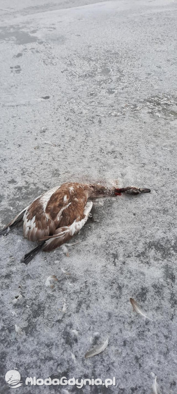 Ptasia grypa w powiecie puckim