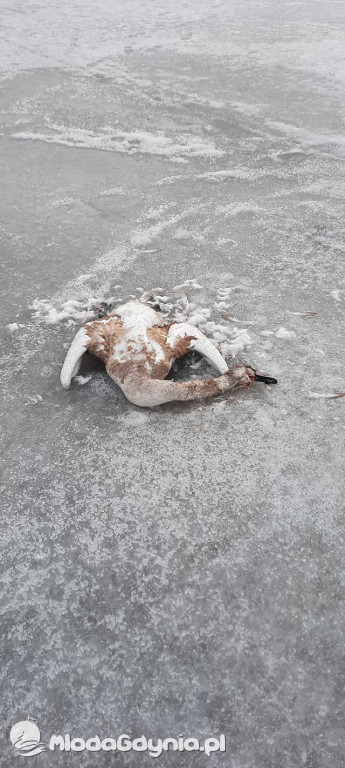 Ptasia grypa w powiecie puckim