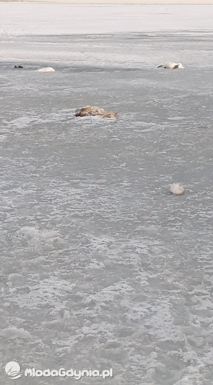 Ptasia grypa w powiecie puckim