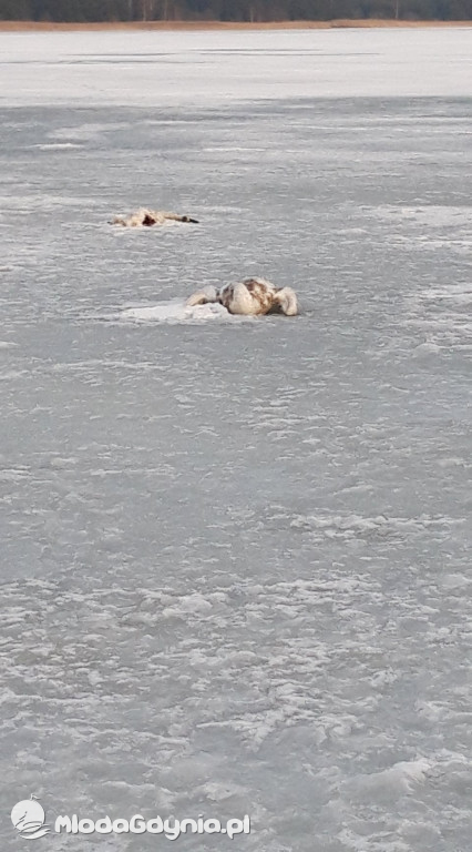 Ptasia grypa w powiecie puckim