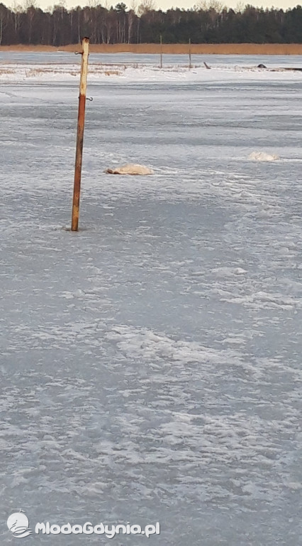 Ptasia grypa w powiecie puckim