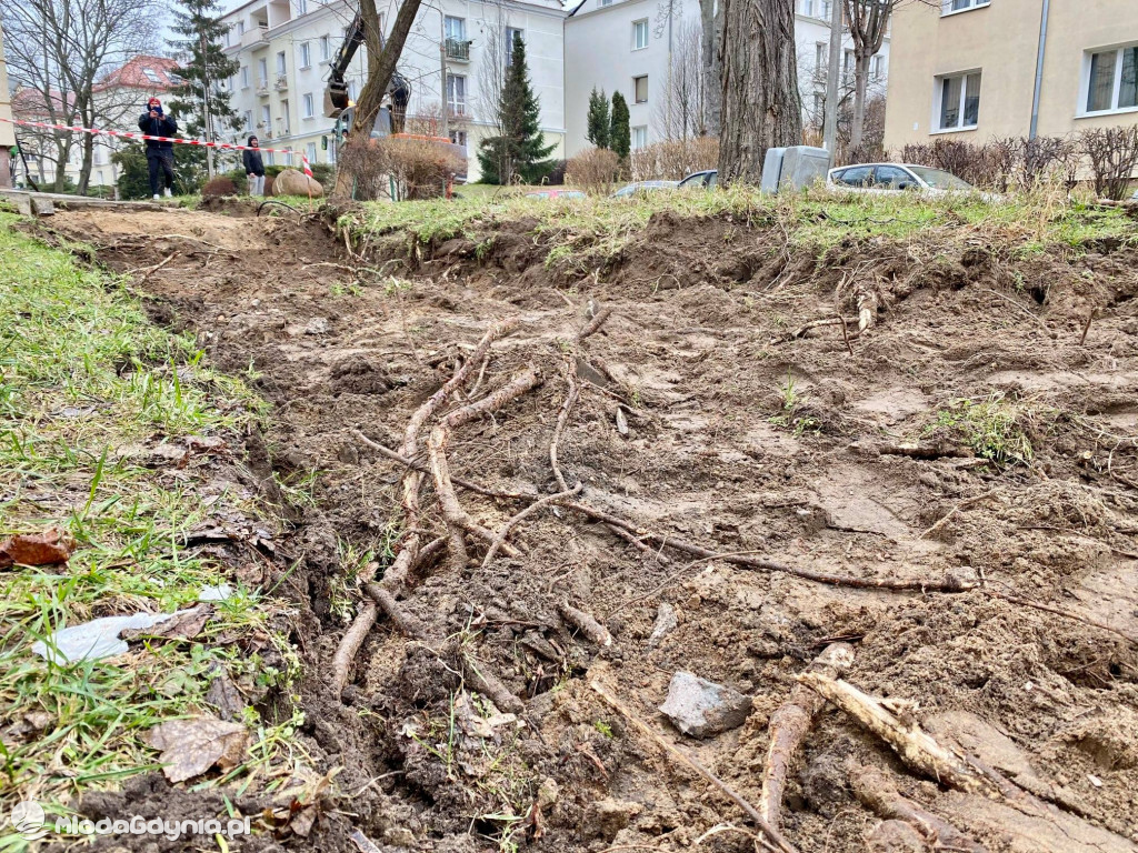 Wycięte drzewa przy Necla