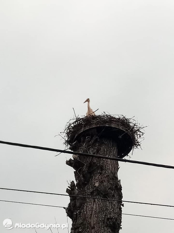 Marsz wzdłuż Wisły - dzień 6