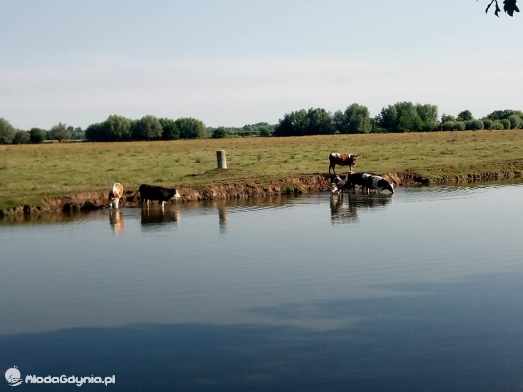 Marsz wzdłuż Wisły - dzień 7