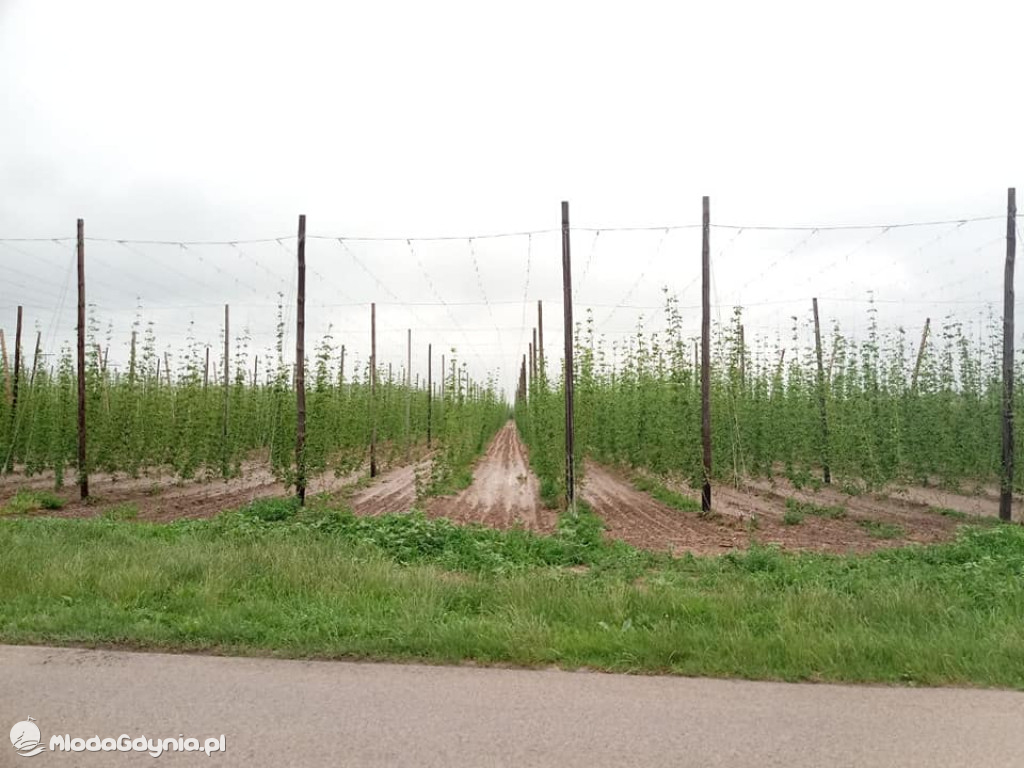 Marsz wzdłuż Wisły - dzień 8, 9, 10, 11, 12, 13