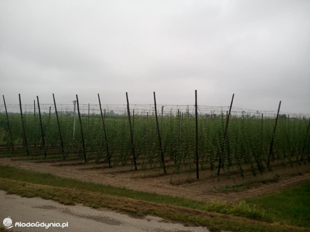 Marsz wzdłuż Wisły - dzień 8, 9, 10, 11, 12, 13