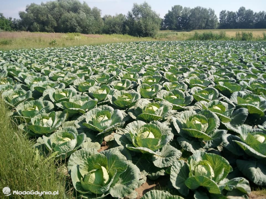 Marsz wzdłuż Wisły - dzień 8, 9, 10, 11, 12, 13
