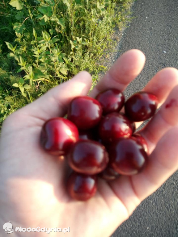 Marsz wzdłuż Wisły - dzień 8, 9, 10, 11, 12, 13