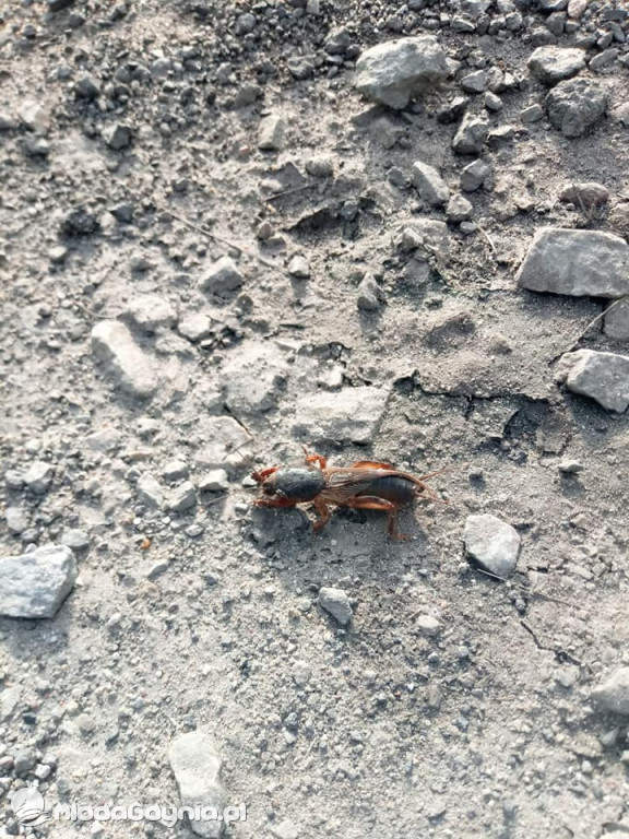 Marsz wzdłuż Wisły - dzień 18,19,20