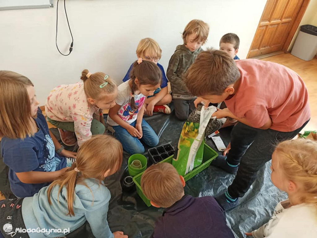 SP 51 - I b  założyła własną plantację roślin, a zerówka i II a były w Marszewie