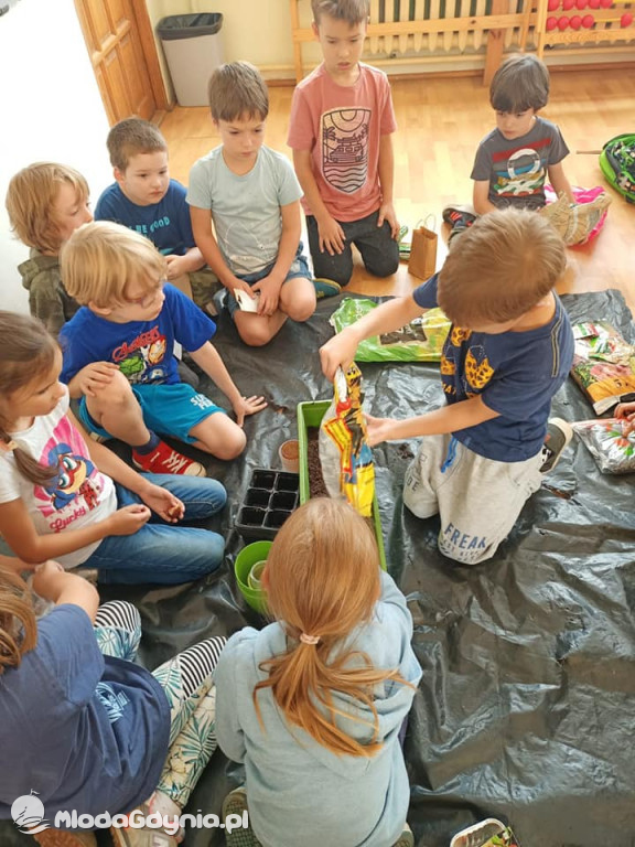 SP 51 - I b  założyła własną plantację roślin, a zerówka i II a były w Marszewie