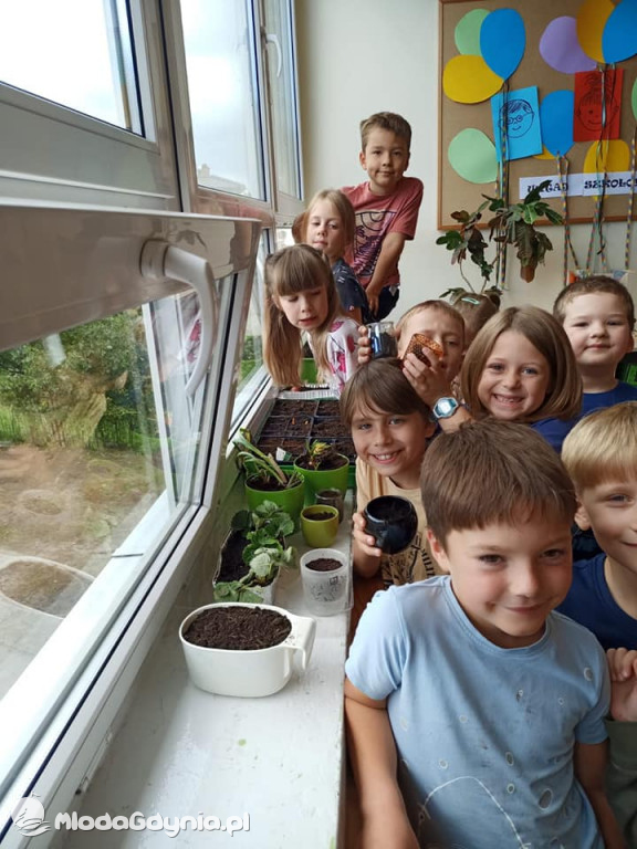 SP 51 - I b  założyła własną plantację roślin, a zerówka i II a były w Marszewie