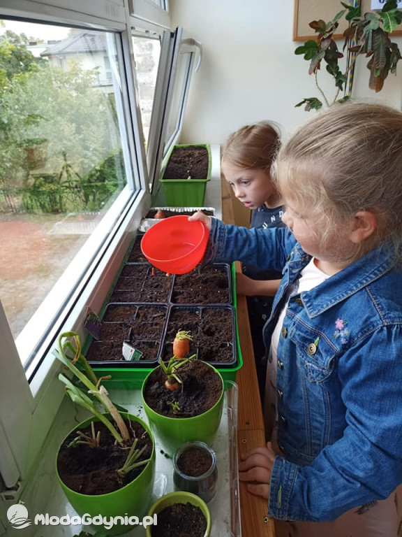 SP 51 - I b  założyła własną plantację roślin, a zerówka i II a były w Marszewie