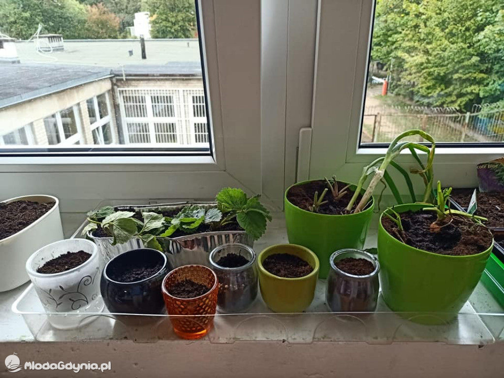 SP 51 - I b  założyła własną plantację roślin, a zerówka i II a były w Marszewie