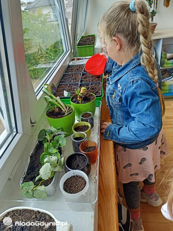 SP 51 - I b  założyła własną plantację roślin, a zerówka i II a były w Marszewie