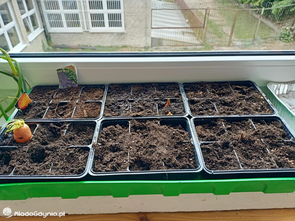 SP 51 - I b  założyła własną plantację roślin, a zerówka i II a były w Marszewie