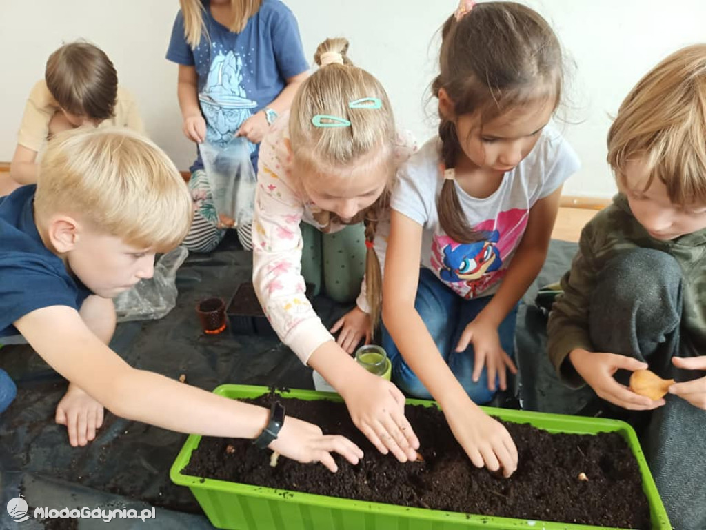 SP 51 - I b  założyła własną plantację roślin, a zerówka i II a były w Marszewie