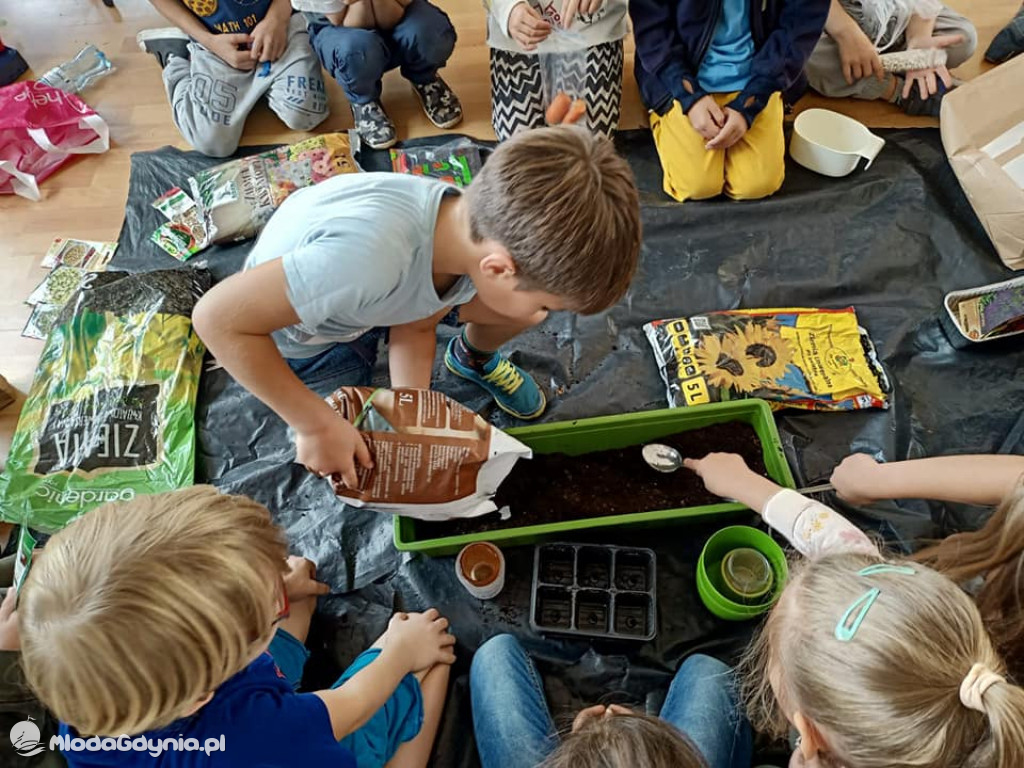 SP 51 - I b  założyła własną plantację roślin, a zerówka i II a były w Marszewie