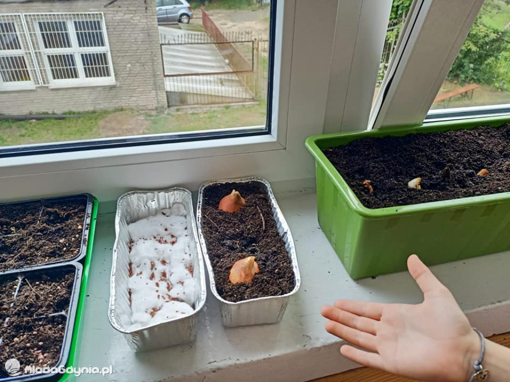 SP 51 - I b  założyła własną plantację roślin, a zerówka i II a były w Marszewie